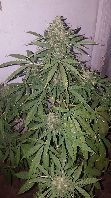 Sensi Seeds Hindu Kush Grow Journal Week13 By Andres Growdiaries