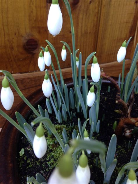 Lovely Snowdrops Planting Flowers Outdoor Gardens Amazing Flowers