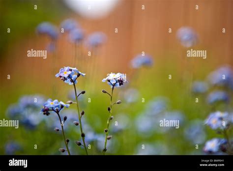 Forget Me Nots Flowering In Spring Stock Photo Alamy