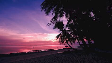Pink Sunset Palm Trees Beach Tropics