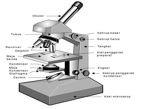 Fungsi Bagian Mikroskop Lengkap Dengan Gambarnya