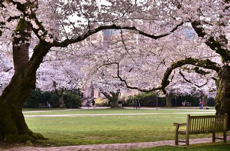 Shoreline Area News Photos Cherry Trees In Full Bloom At Uw Quad