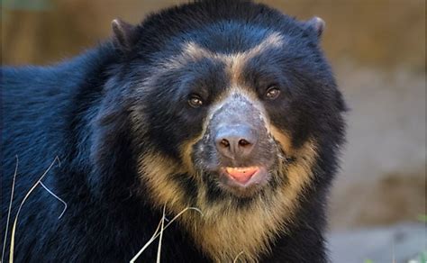 Where Do Spectacled Bears Live