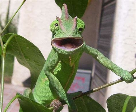 22 Hilariously Derpy Animals Funny Animals Funny Lizards Silly Animals