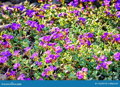 Purple Flowers Of The Ground Cover With Small Green Leaves Stock Photo