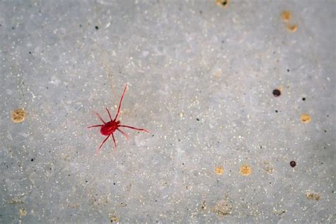 Little Red Bugs Clover Mites