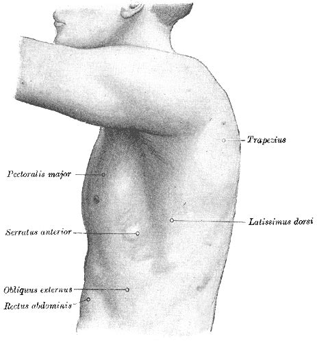 Webmd's abdomen anatomy page provides a detailed image and definition of the abdomen. Winged scapula - Wikipedia