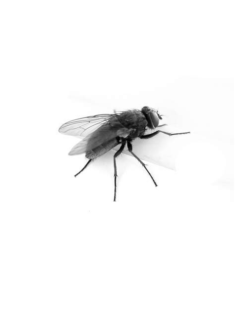 Fly Png Image