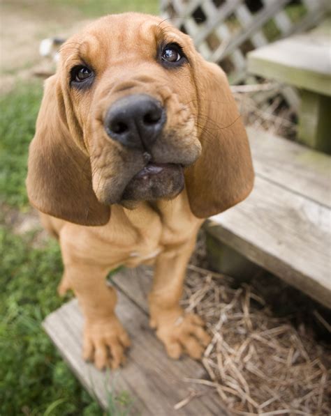 Scenthound vs sighthound hound dog specs popular hound dogs hound dog hound dog specs. File:Bloodhound Puppy.jpg - Wikimedia Commons