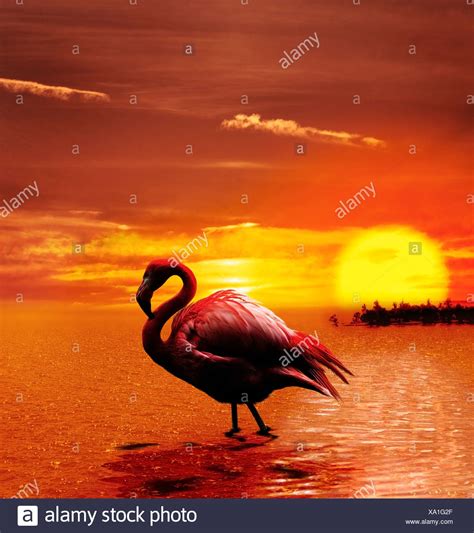 Flamingo At Sunset Stock Photos And Flamingo At Sunset Stock Images Alamy