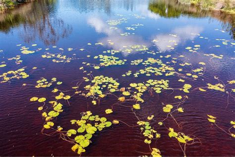 Water Lilies Installed At Jordan Marsh To Improve Water Quality News