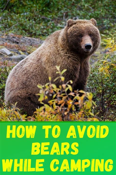 Bear Safety Tips How To Avoid Bears While Hiking And Camping