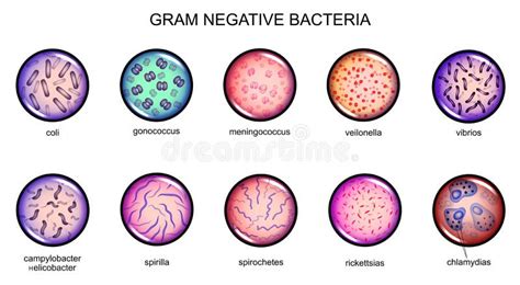 Gram Positive And Gram Negative Bacteria Coccus Bacillus Curved