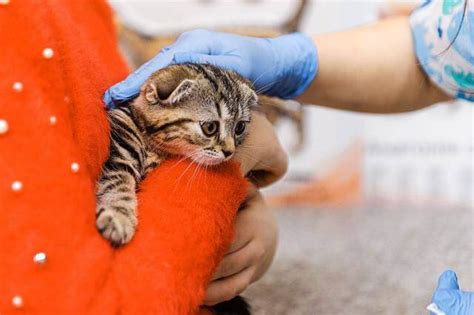 How To Euthanize A Cat Without A Vet Pet Care Stores