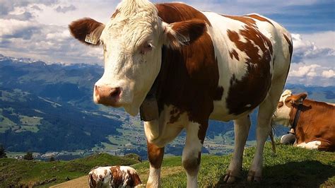 Cow On Top Of The Austrian Alps 1920 X 1080 Wallpaper