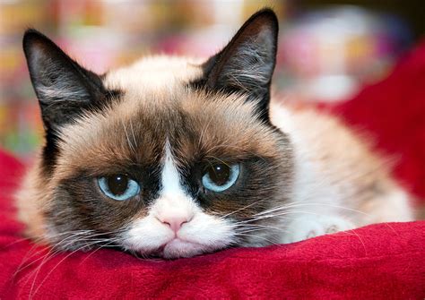 Fluffy Grumpy Cat
