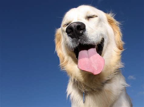 How Does A Dog Laugh