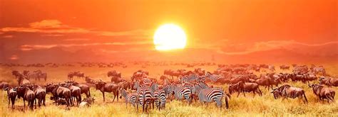 3 Days Mwanza Serengeti National Park Tanzania Safari Mwanza Tours