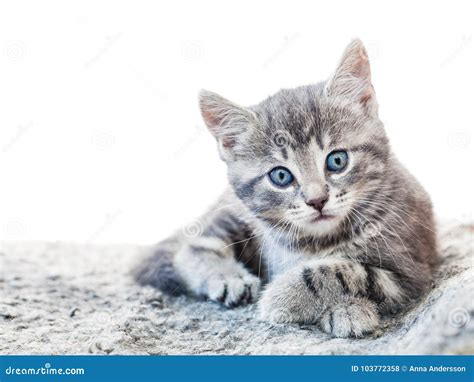 Cute Grey Tabby Kitten With Blue Eyes Looking Into Camera Stock Photo