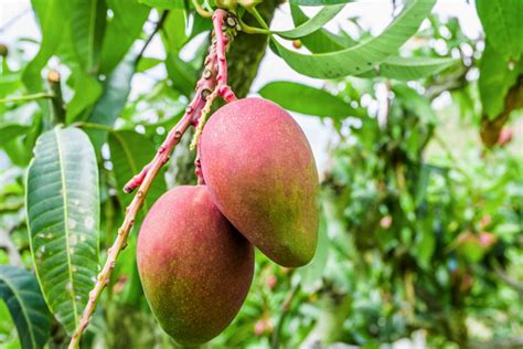 How To Grow Mango Trees 2022