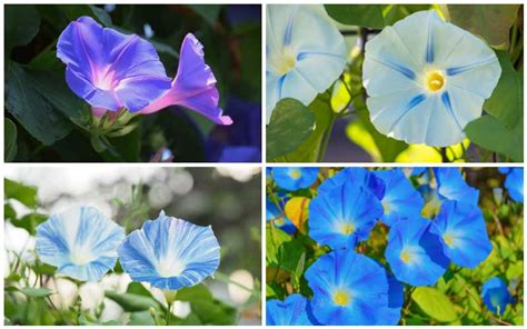 13 Different Types Of Morning Glory Photos Garden Lovers Club