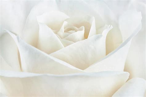 Pure White Rose Photograph By Cora Niele Fine Art America