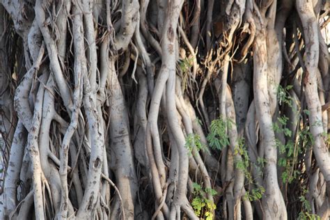 Free Images Roots Banyan Tree Wood Trunk Terrestrial Plant