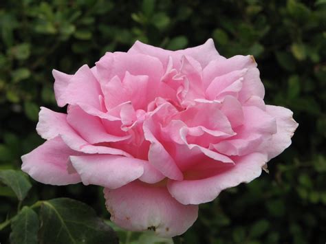Information About Pinkrose On Roses Davis Localwiki