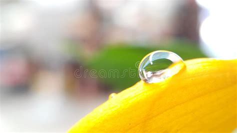 Drop Water On Yellow Flower Stock Image Image Of Water Nature 159500535