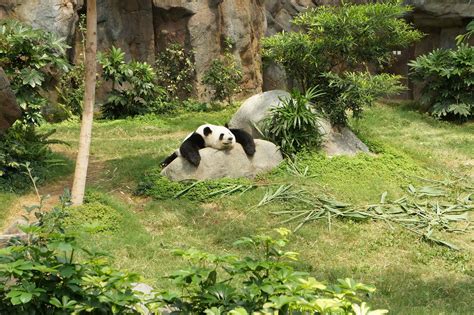 All White Panda Caught On Camera For First Time Ever