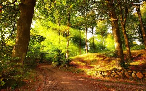 Forest Path Bright Sun Rays Wallpapers Forest Path