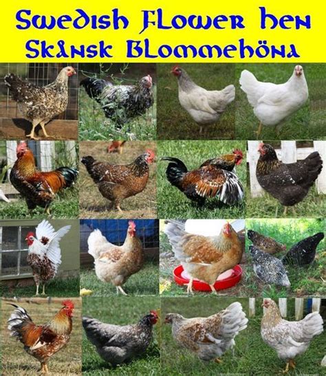 swedish flower chicken swedish flower hen chickens backyard chicken breeds
