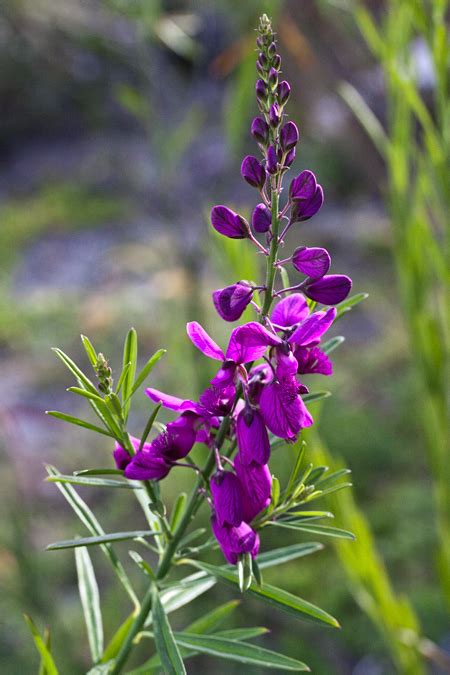 Bloukappie Purple Broom—polygala Virgata Fernkloof Nature Reserve