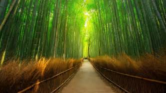 Path In Bamboo Forest In Arashiyama Kyoto Japan Windows 10