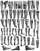 Eliot Goldfinger (Anatomy Artist) ~ Wiki & Bio with Photos | Videos