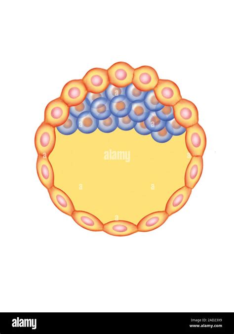 Illustration Of The Blastocyst Formation And Implantation This