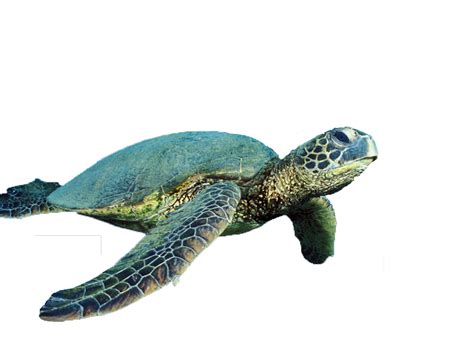 Turtle Png Turtle Transparent Background Freeiconspng
