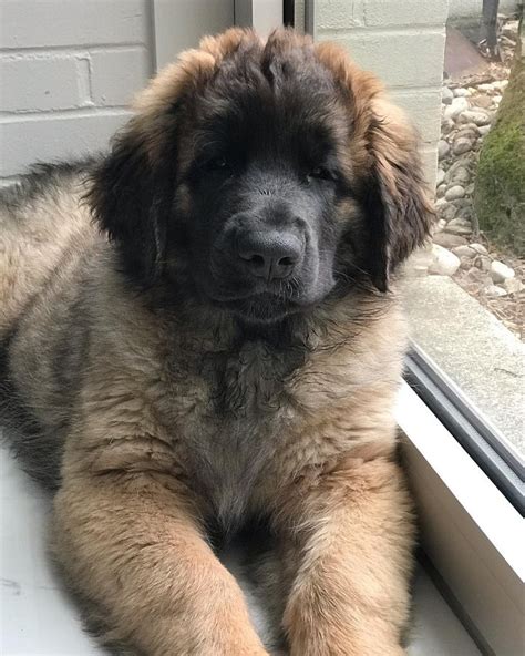 Leonberger Puppies Cost Leonberger The Lion Of The Dog World The