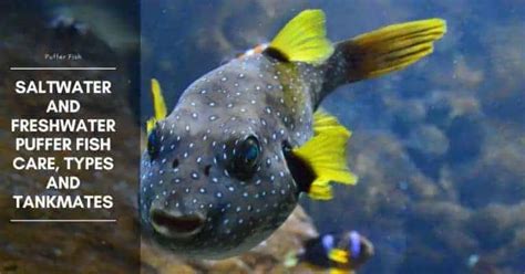 Puffer Fish Tankmates And Diet The Aquarium Adviser