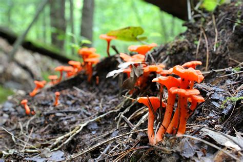 Late July Mushrooms Virginia Wildflowers