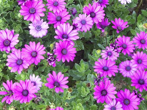 If you're transferring an annual from pot to soil, be sure to water the plant before you take it out and i'm in alberta and we don't get the hot, but the wind sure makes it dry so these are great flowers for me! 8 Annuals that are Perfect for Container Gardening