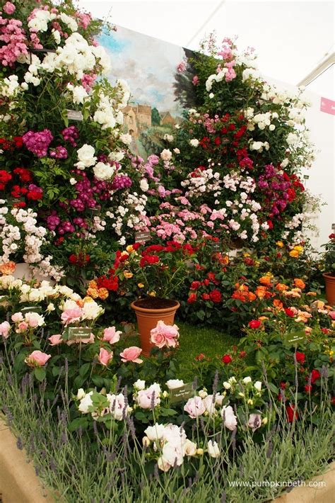 It is as white as snow, and appears in forests and gardens when there is still snow there. The Festival of Roses at The RHS Hampton Court Palace ...