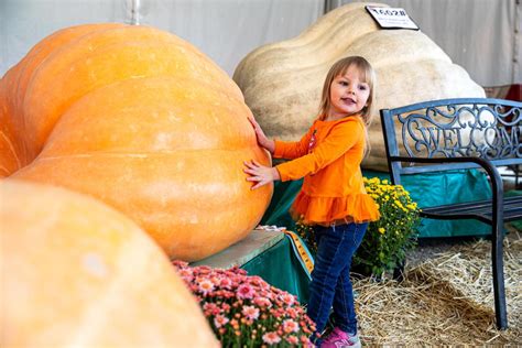 Thousands Come To See Thousand Pound Pumpkins At Festival In Milton