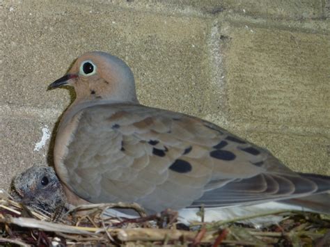 The Difference Between Pigeons And Doves