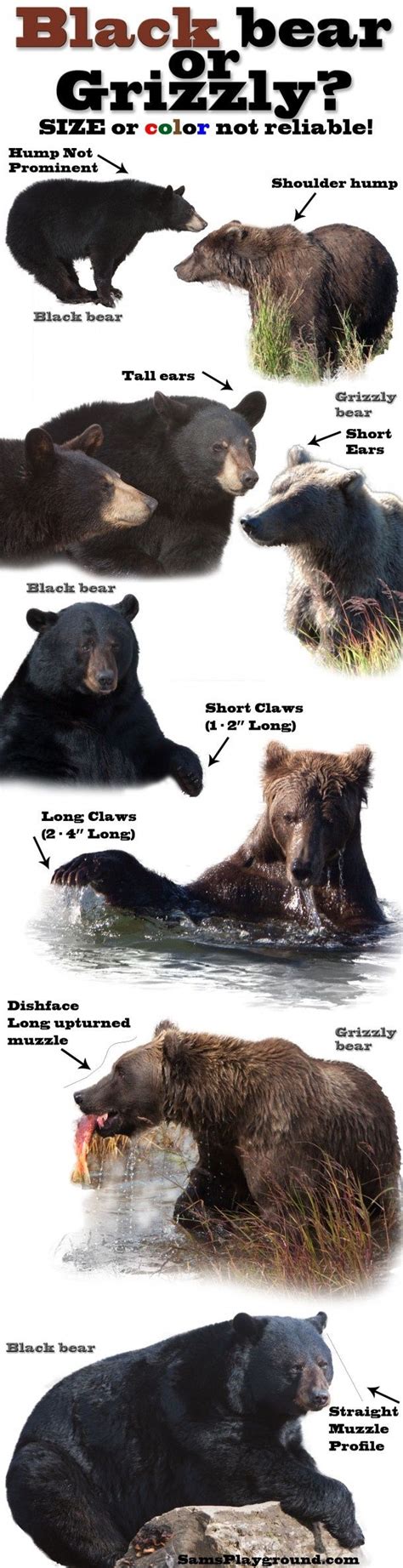Black Or Grizzly Bear Comparison Info Graphic Its Good To Know The