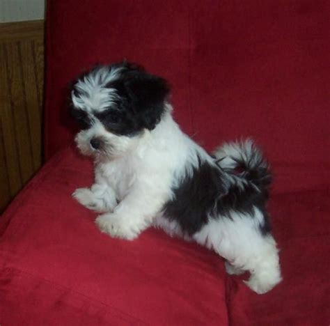 Shichon Puppy Cute Dogs And Puppies Puppies Shichon Puppies