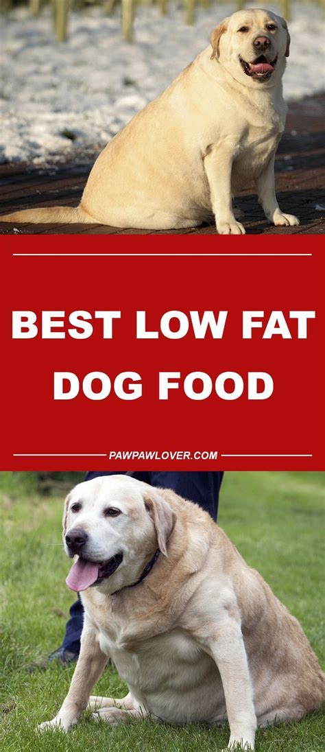 Cook on low for 8 hours. Pin on Pet Health