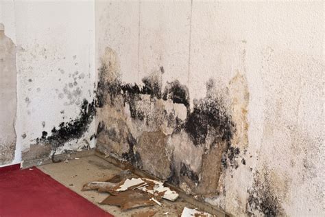 How To Get Rid Of Musty Mold Odor In Your Home Environmental