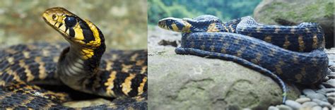 7 Common Snakes Found In South Korea 2024 Bird Watching Hq