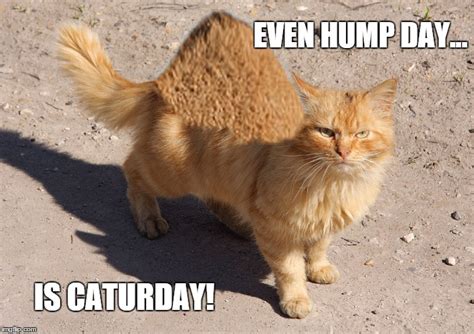 Hump Cat Event Hump Day Is Caturday Imgflip